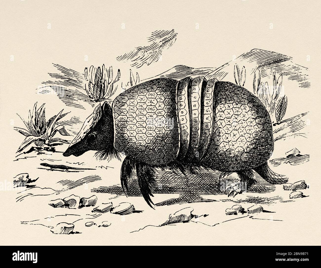 Tolypeutes matacus, known as Corechi, Mataco Bola, Quirquincho Bola or Tatu Bolita, is a kind of armadillo, belongs to the Tolypeutes genus. Native to Argentina, Brazil, Bolivia and Paraguay. Old engraved animal illustration 19th century Stock Photo
