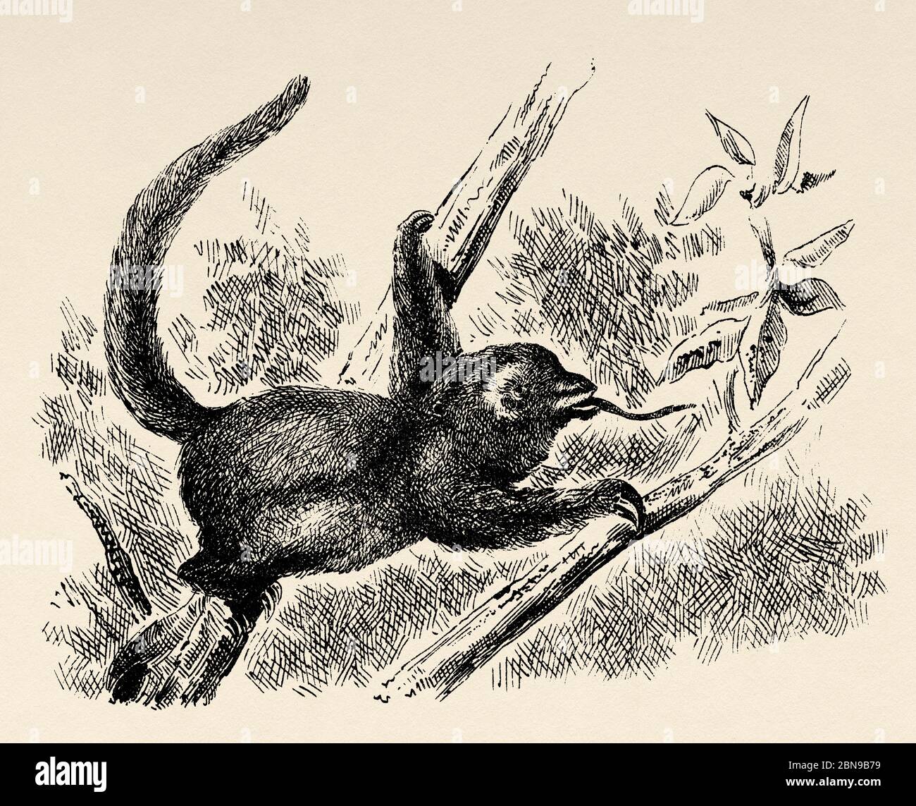 The silky or pygmy anthill (Cyclopes didactylus) species of anteater. Native to Mexico, Central and South America, family Cyclopedidae. Old engraved animal illustration 19th century Stock Photo