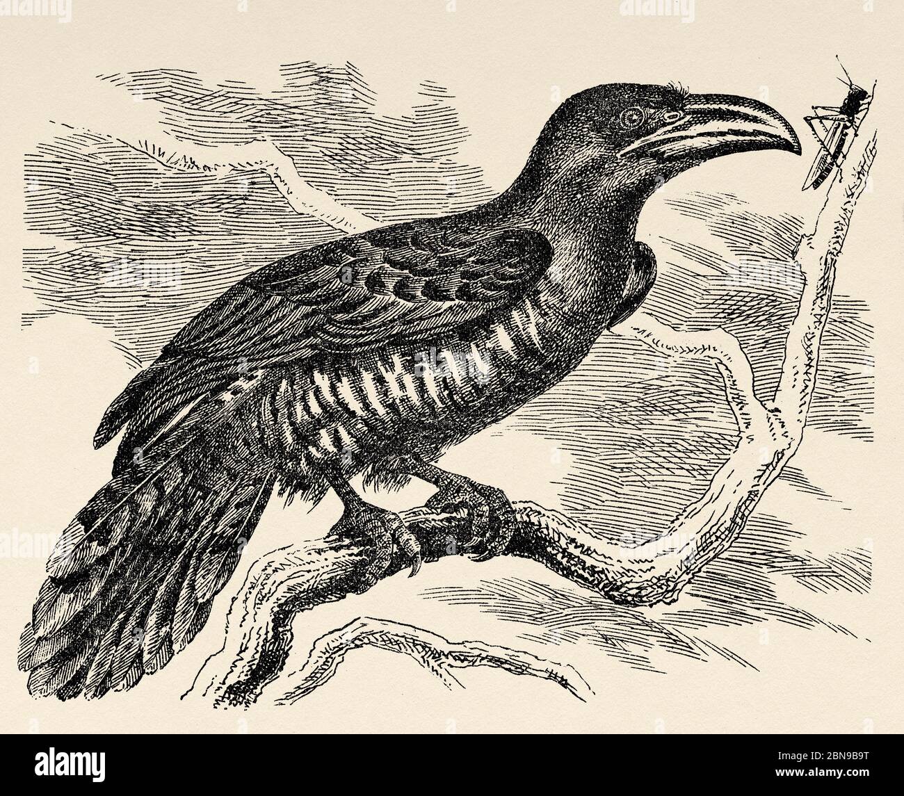 The Gould's Cuckoo (Chrysococcyx russatus) a cuculiform bird species in the Cuculidae family that lives in Southeast Asia and Australasia. Old engraved animal illustration 19th century Stock Photo