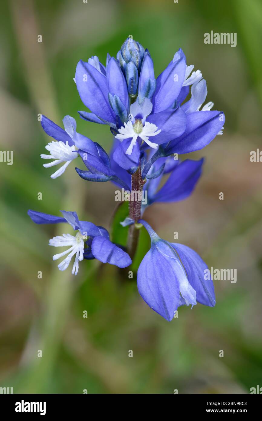 Common Milkwort - Polygala vulgaris, Blue form Stock Photo