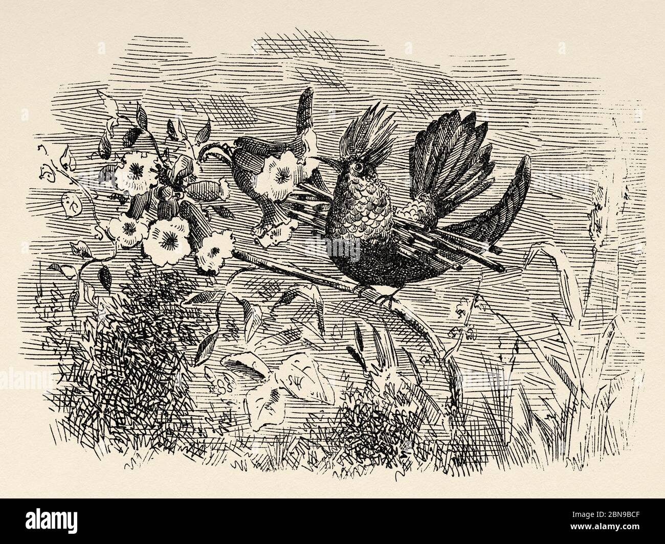 The ornate coqueta or cinnamon fan coqueta (Lophornis ornatus) is a species of apodiform bird of the hummingbird family that lives in northern South America. Old engraved animal illustration 19th century Stock Photo