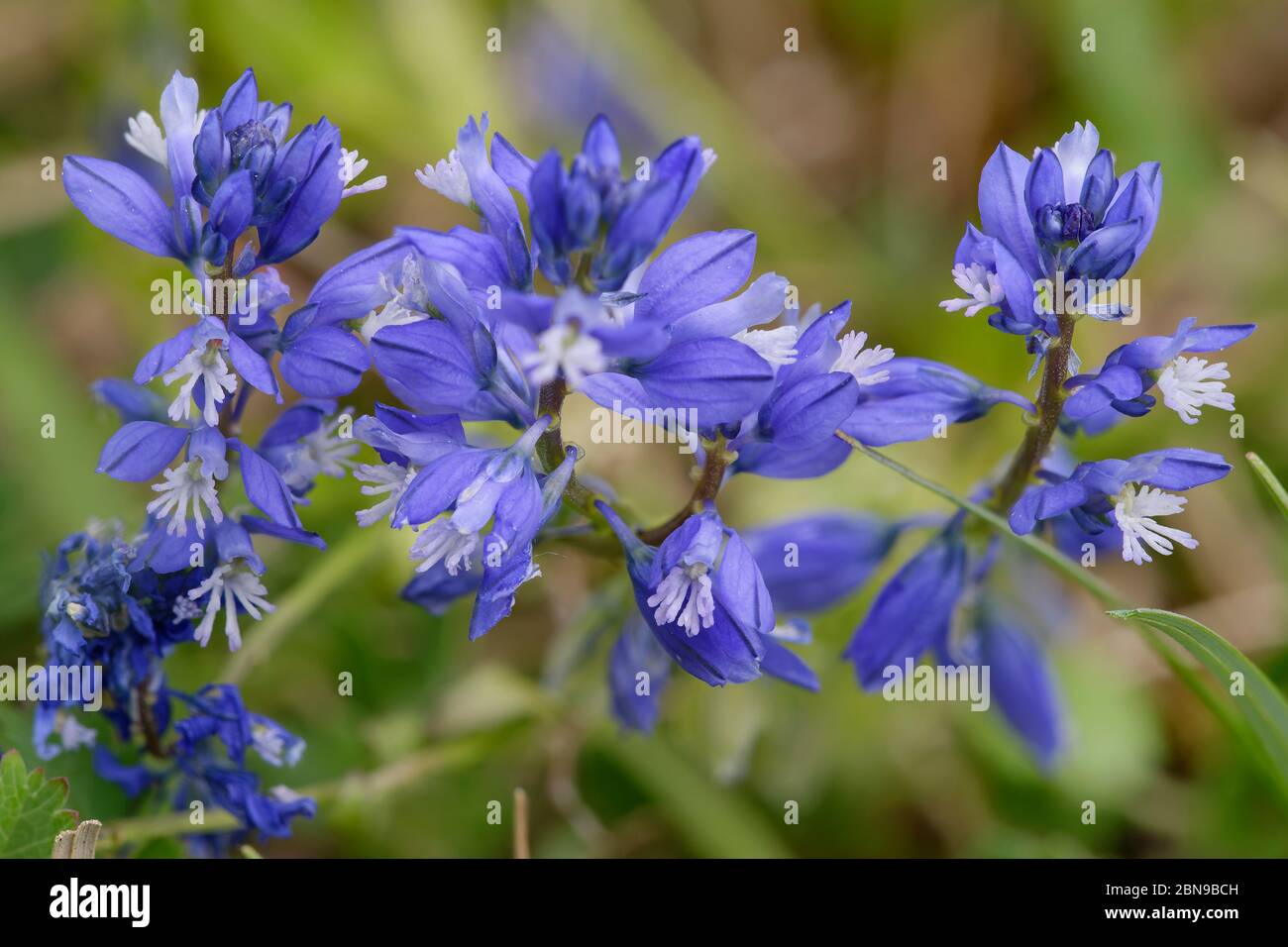Common Milkwort - Polygala vulgaris Blue calcareous grassland flower Stock Photo