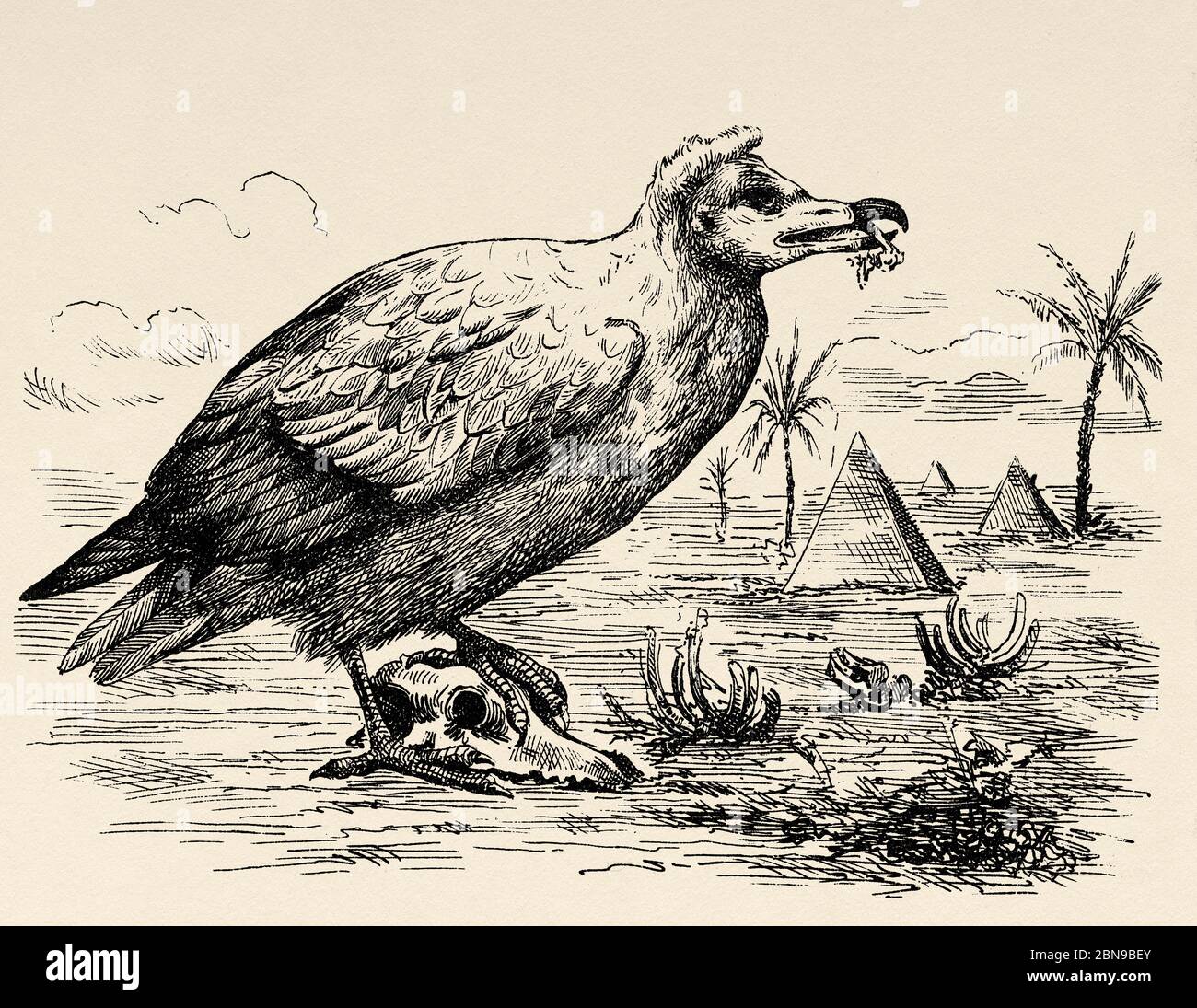 The Egyptian Egyptian vulture, abanto, guirre or vulture (Neophron percnopterus) is a species of accipitriform bird of the Accipitridae family typical of Africa and the southern part of the Palearctic region up to India. Old engraved animal illustration 19th century Stock Photo