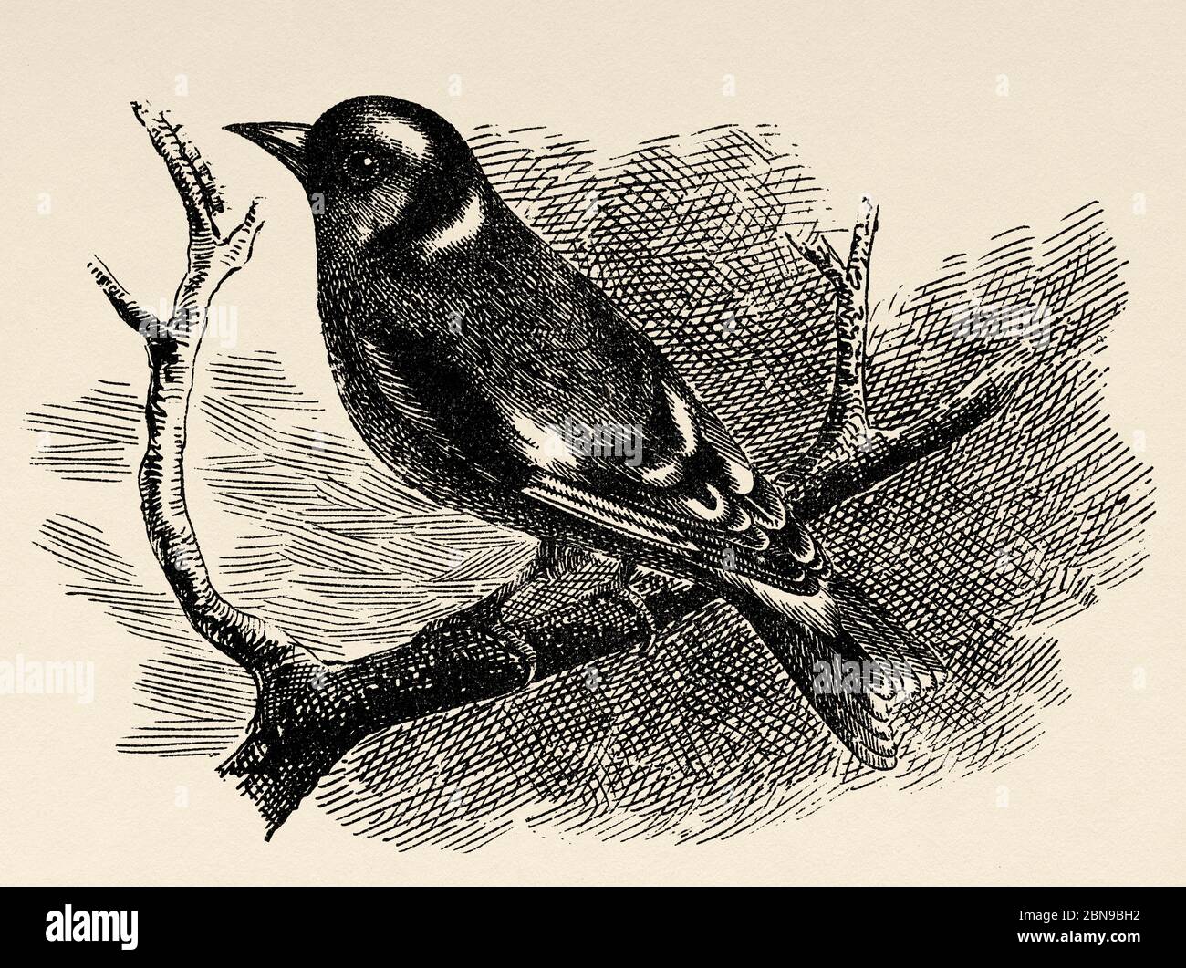 The European goldfinch (Carduelis carduelis) or cardelina is a passerine bird belonging to the finch family. It lives in Europe, North Africa and part of western Asia. Old engraved animal illustration 19th century Stock Photo