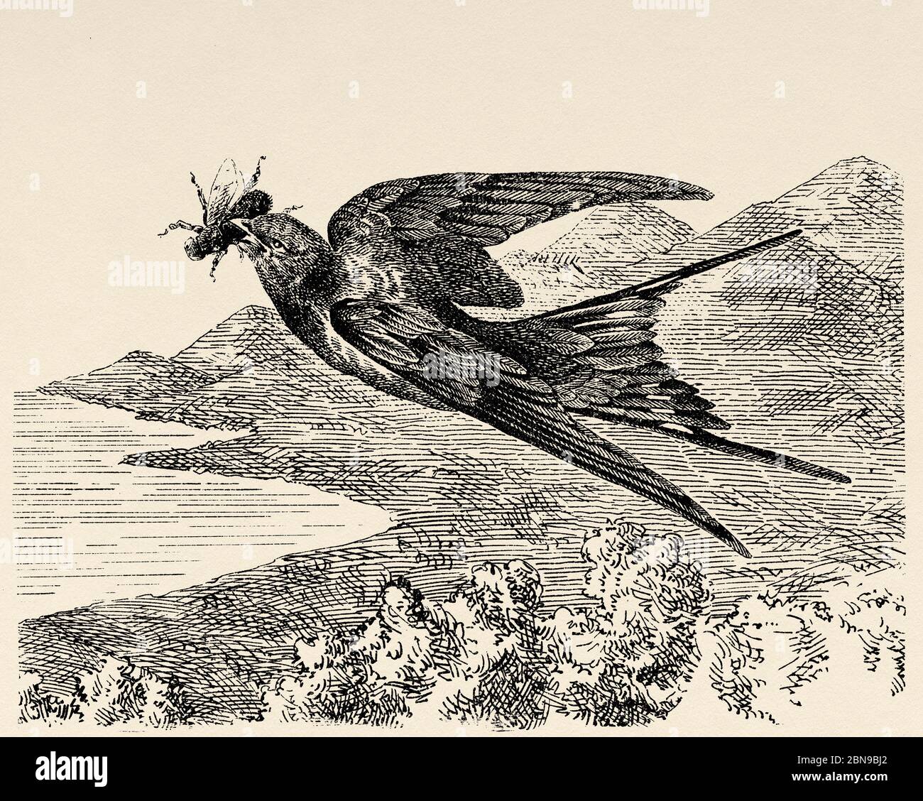 The swallow or Andorin (Hirundo rustica) species of passerine bird of the Hirundinidae family of migratory habits. It lives in Europe, Asia, Africa, America and part of Australasia. Old engraved animal illustration 19th century Stock Photo
