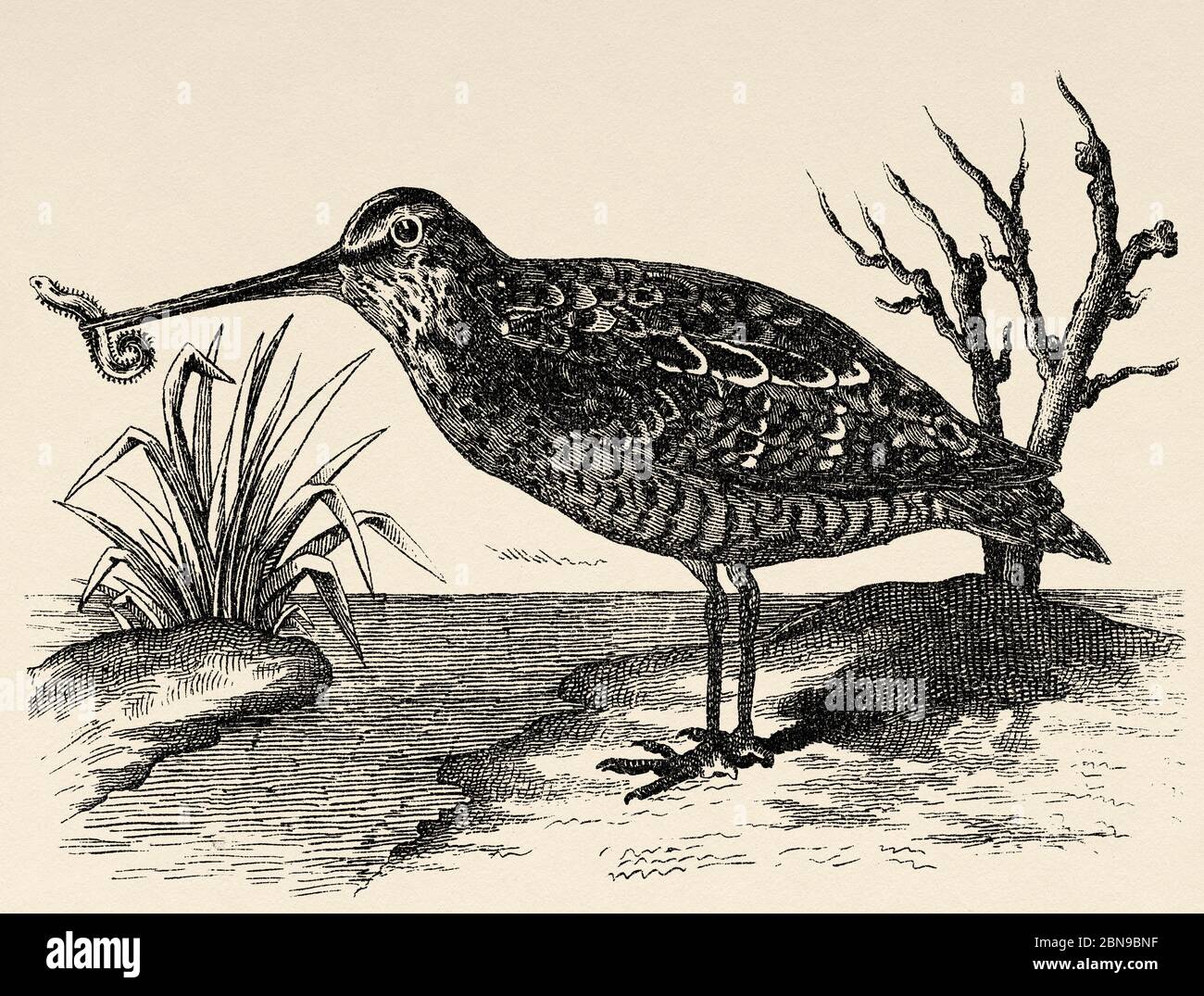 The snipe (Gallinago gallinago) is a species of Charadriiforme bird of the Scolopacidae family widely distributed in Eurasia, Africa and America. Old engraved animal illustration 19th century Stock Photo