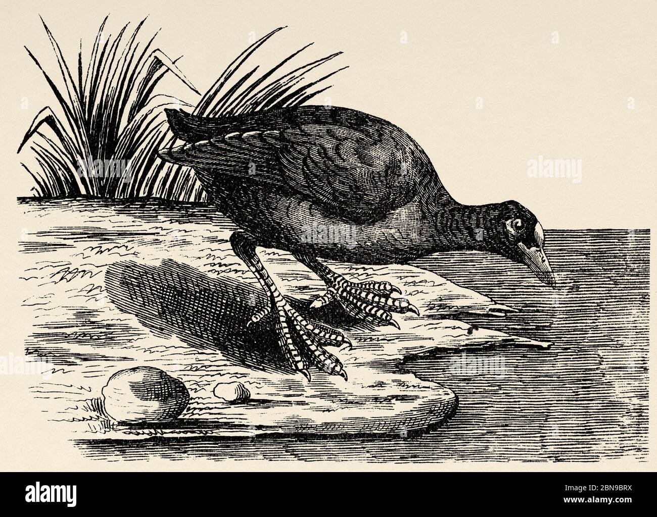 The coot (Fulica atra) is a species of group bird in the family Rallidae that lives in lakes, rivers, marsh ponds, and in winter, in sheltered bays. Its range covers Eurasia, North Africa and Oceania. Old engraved animal illustration 19th century Stock Photo