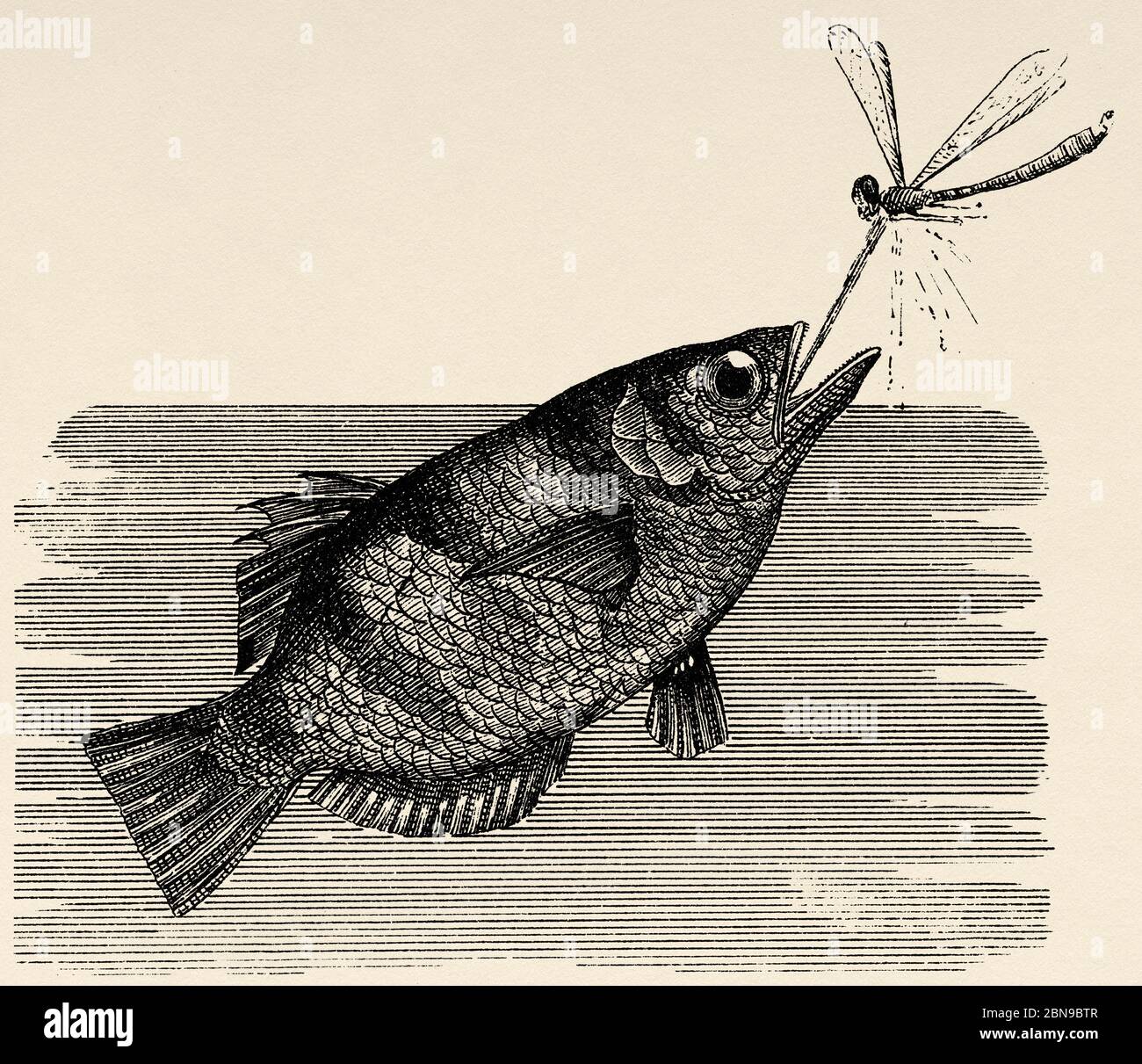 Fish Genus High Resolution Stock Photography And Images Alamy Fish Genus High Resolution Stock Photography And Images Alamy