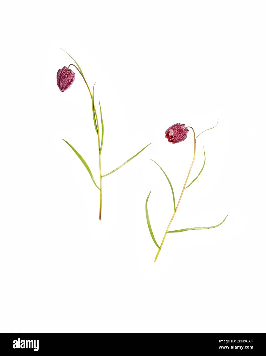Snake's Head or Checkered Lily (Fritillaria meleagris) on a white background Stock Photo