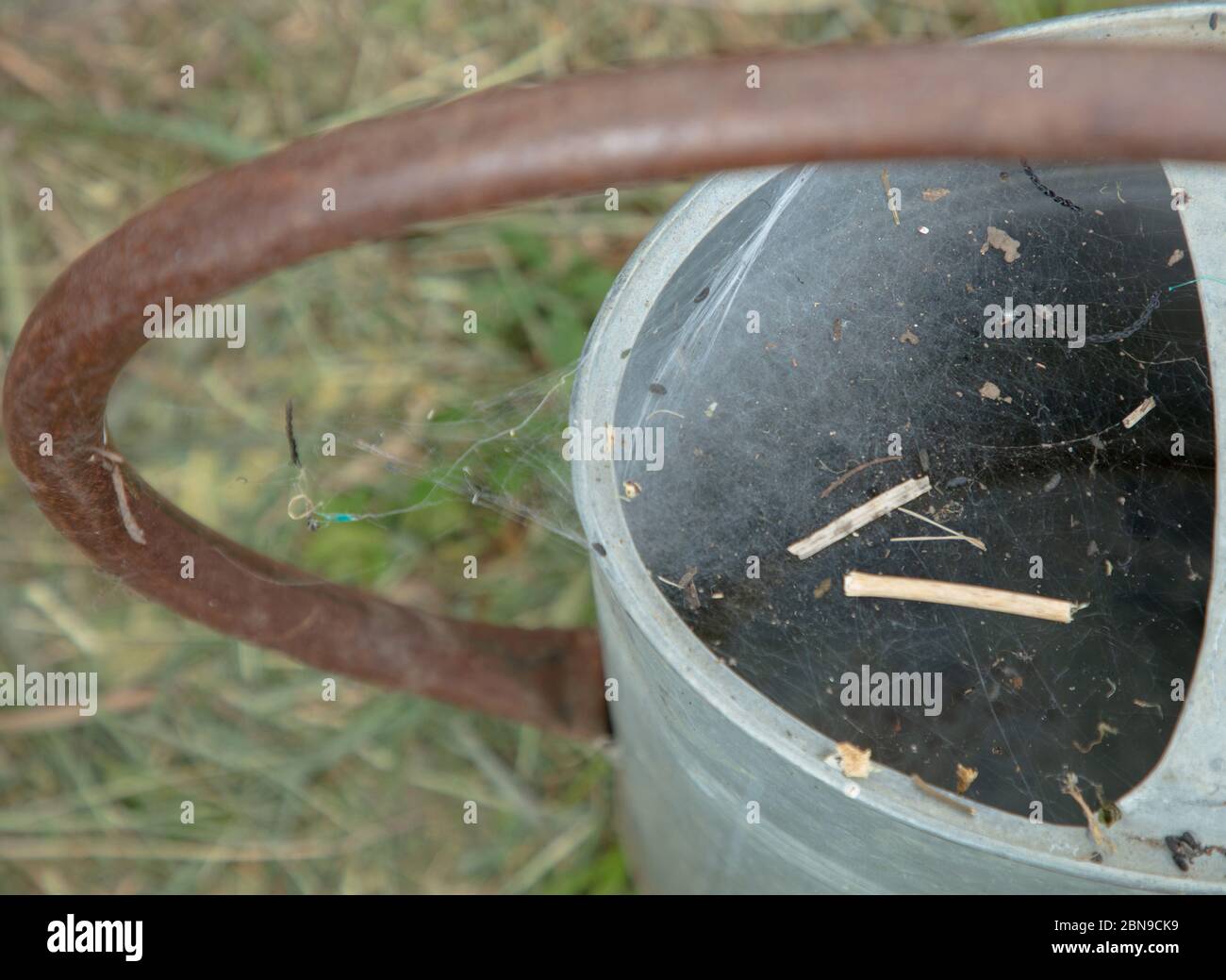 Classic galvanized metal watering can seen after a season without use and covered in dense spiders webs, in a garden in London. Stock Photo