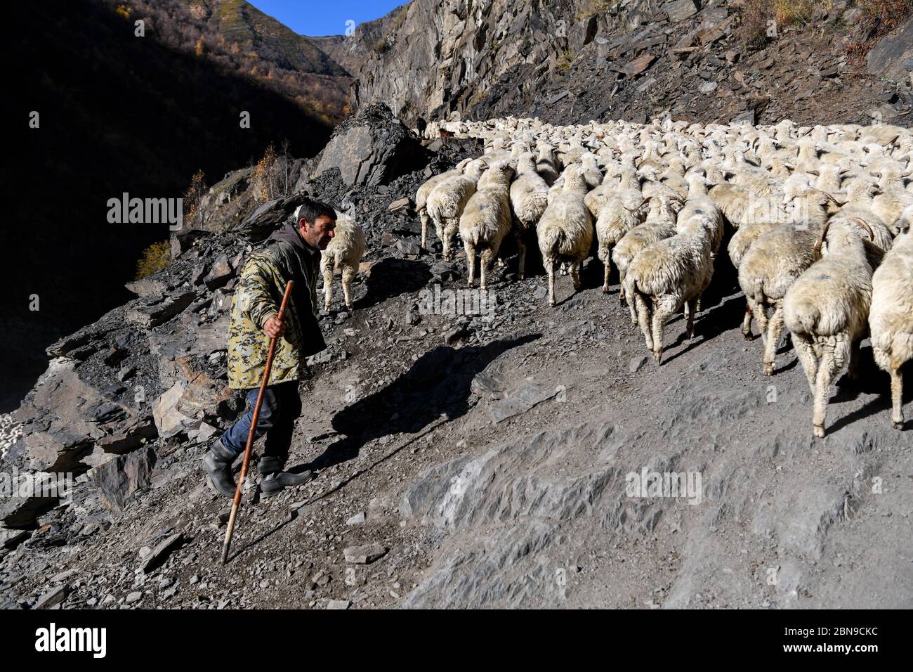 Caucasus, Georgia, Tusheti region, Shenako. A shepherd brings his flock of sheep down from the Tusheti Mountains in winter Stock Photo