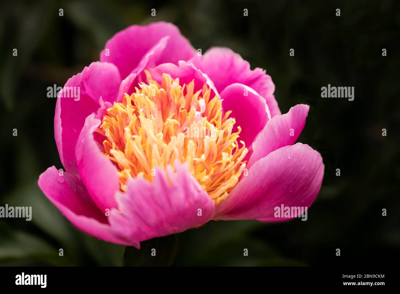 Paeonia lactiflora (Chinese peony or common garden peony), in the