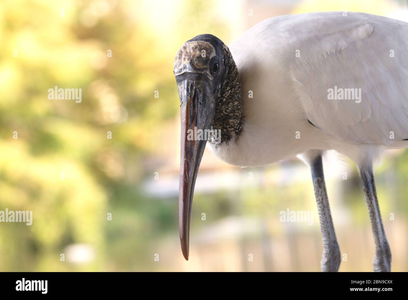 Close up of threatened Wood Stork against glowing sunlit background in Florida; Stock Photo
