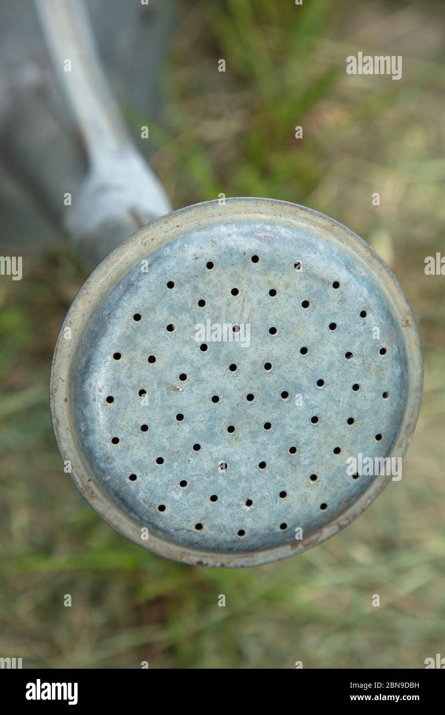 Spout of classic watering can made of galvanized metal seen in a garden in London, UK Stock