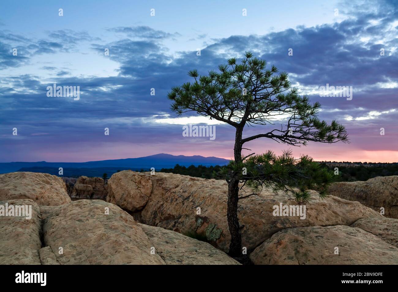 Tree on sandstone at sunrise from Sandstone Bluffs Overlook (Mt.Taylor, 11,301 ft., in background), El Malpais National Monument, New Mexico USA Stock Photo