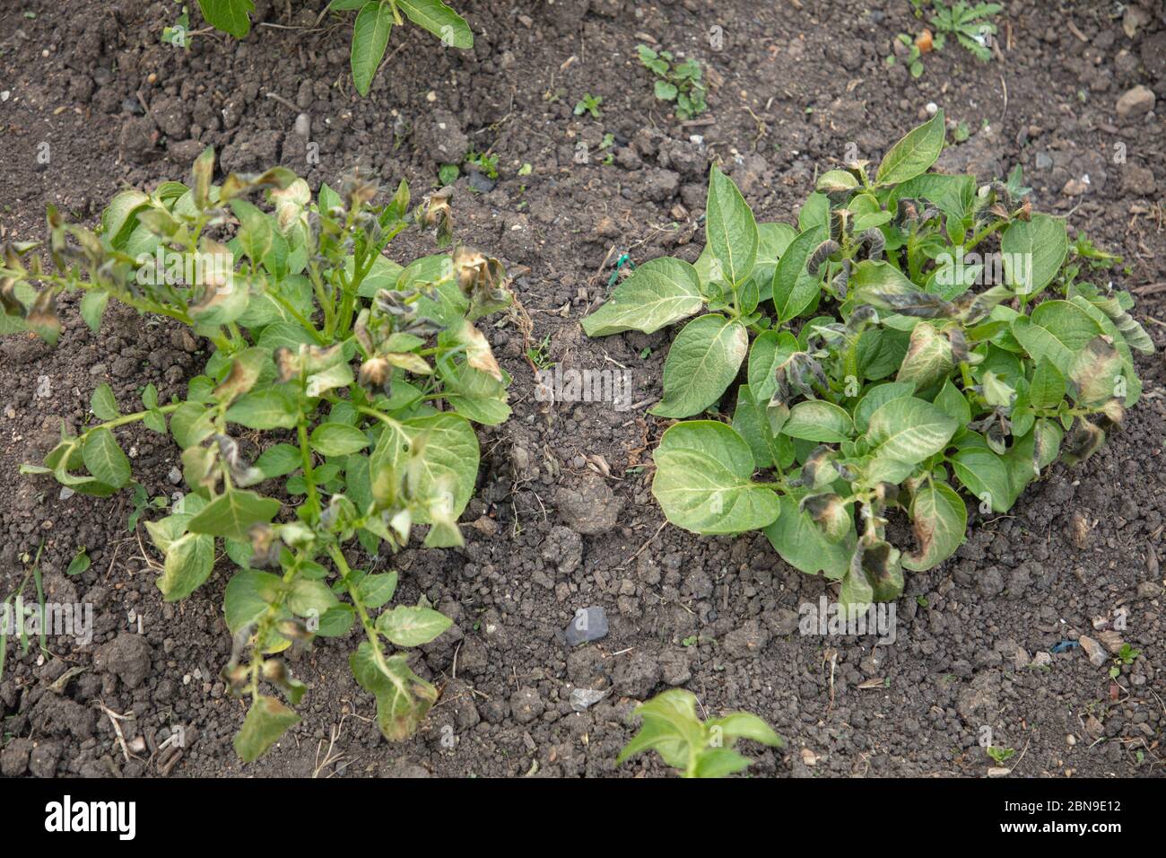 Potato leaves frost damage hires stock photography and images Alamy