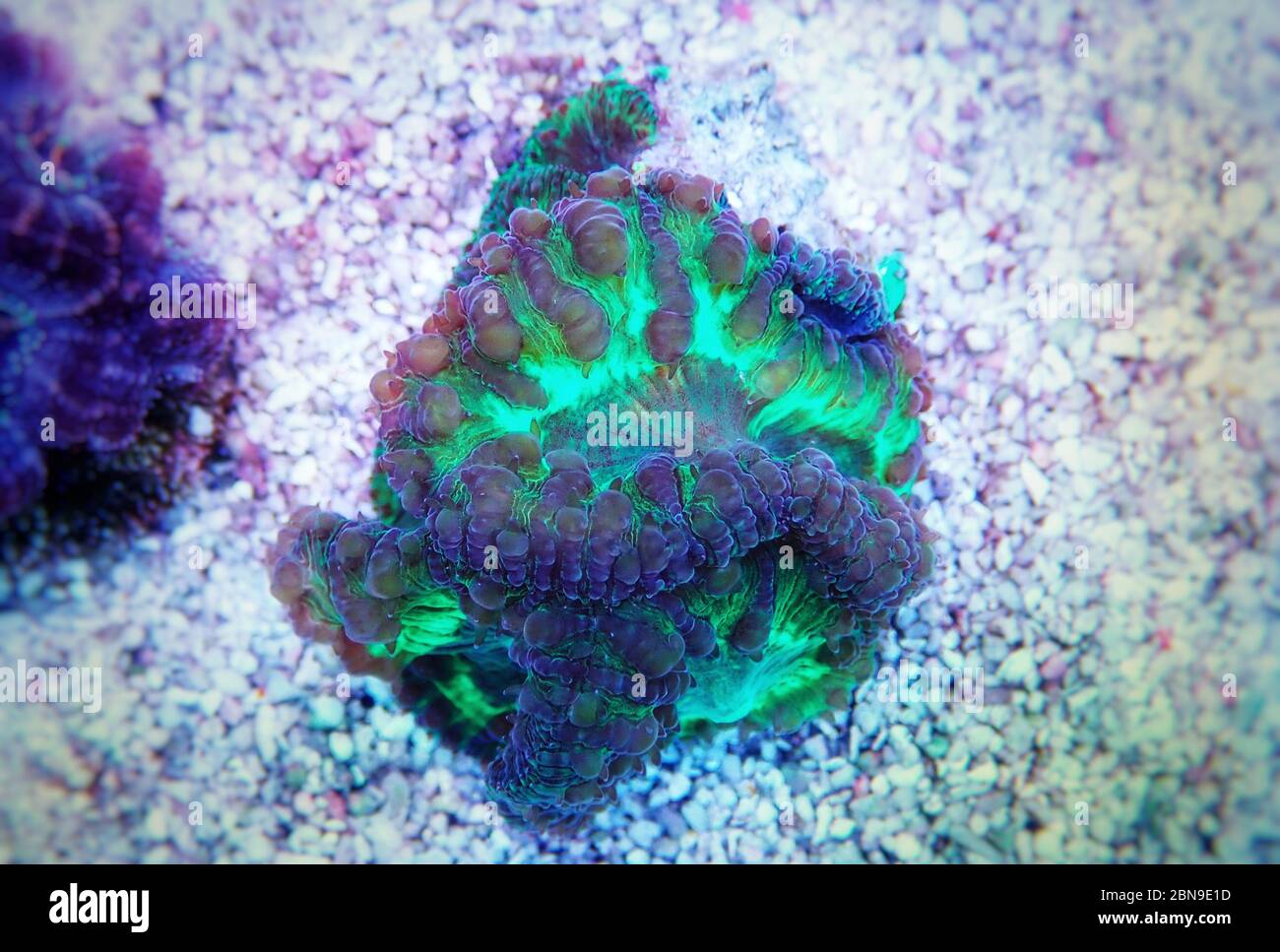 Blastomussa wellsi - Big Polyp Blastomussa LPS Coral Stock Photo