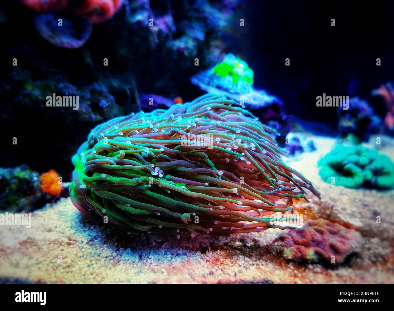 Euphyllia Torch LPS coral -  Euphylliidae Glabrenscens Stock Photo