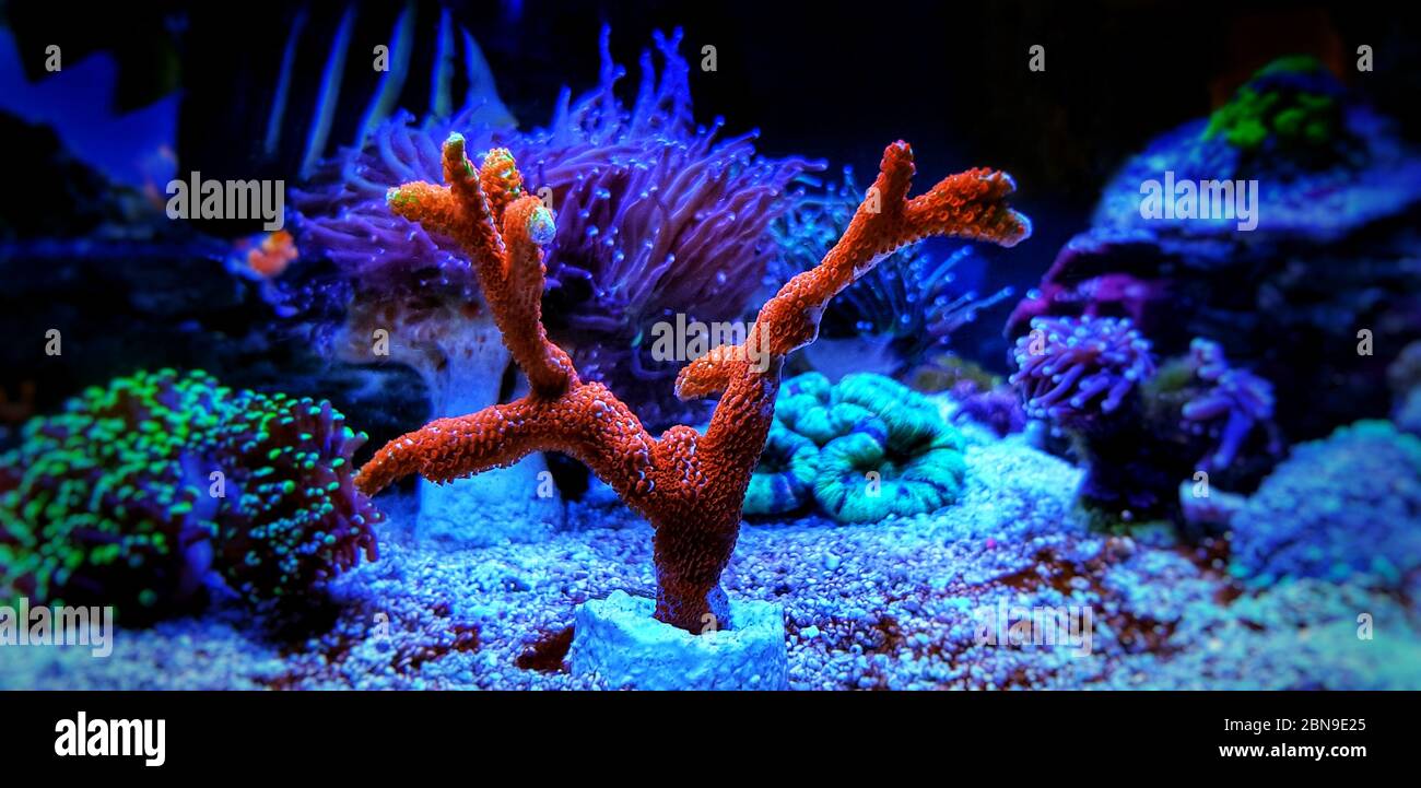 Forest Fire Montipora SPS coral - Montipora Digitata sp. Stock Photo