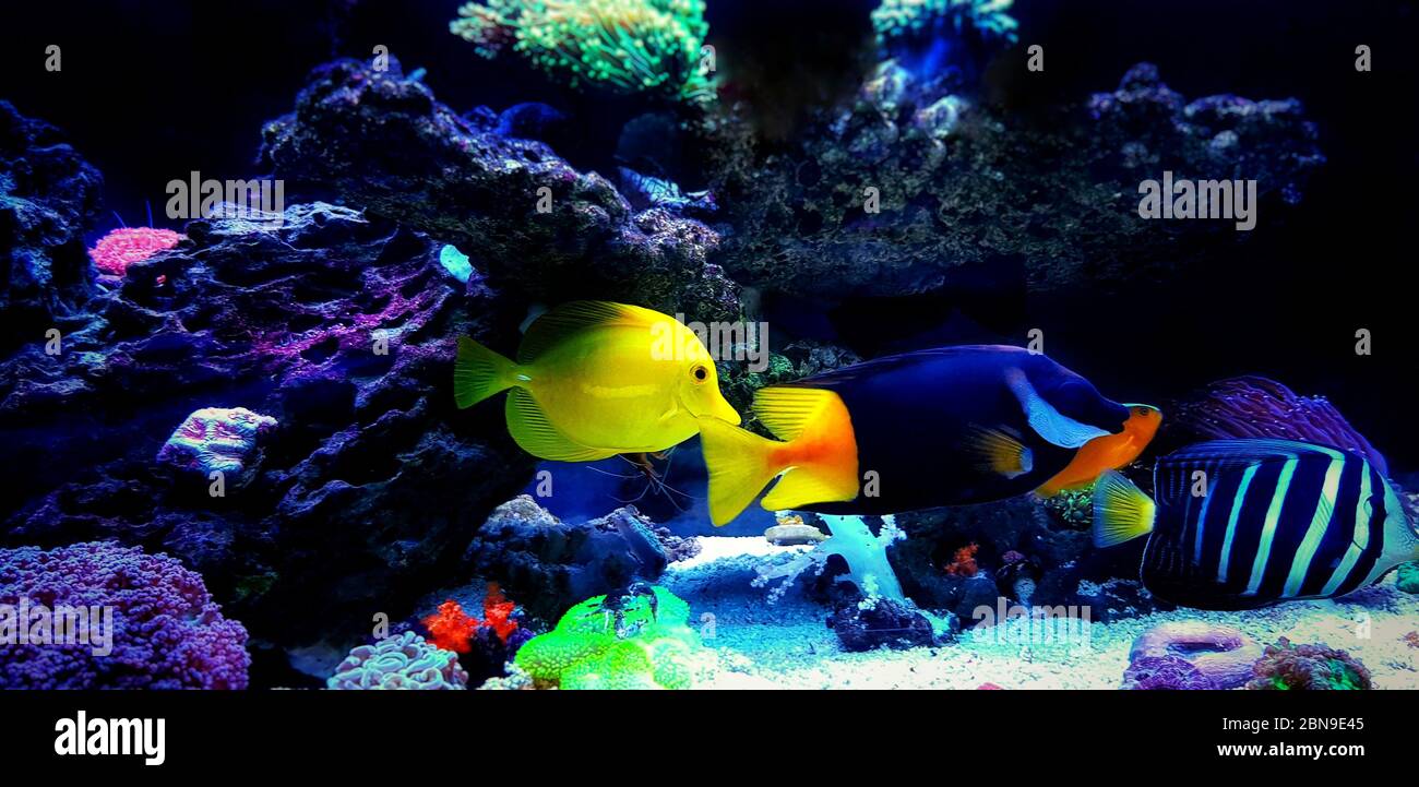 Fish scene in colorful saltwater Coral Reef Aquarium Tank Stock Photo