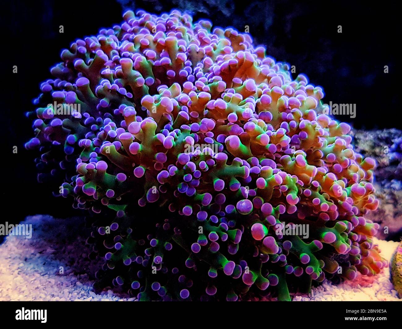 Euphyllia Divisa aka Frogspawn LPS Coral Stock Photo - Alamy