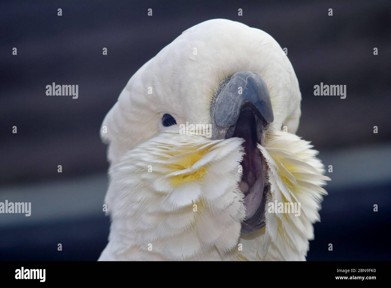 Parrot yawning hires stock photography and images Alamy