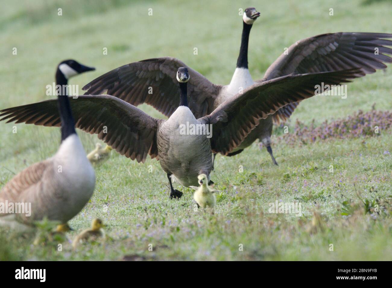 2 Canada Geese and gosling stretching wings in Panshangar Park in