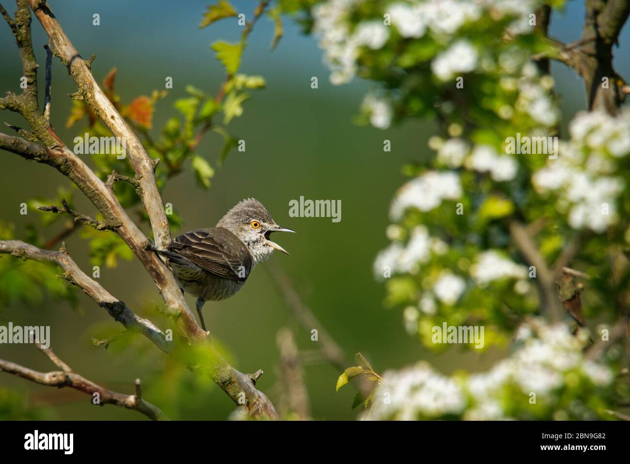 Barred Warbler - Sylvia nisoria singing birds, typical warbler, breeds in central and eastern Europe and western and central Asia, passerine bird stro Stock Photo