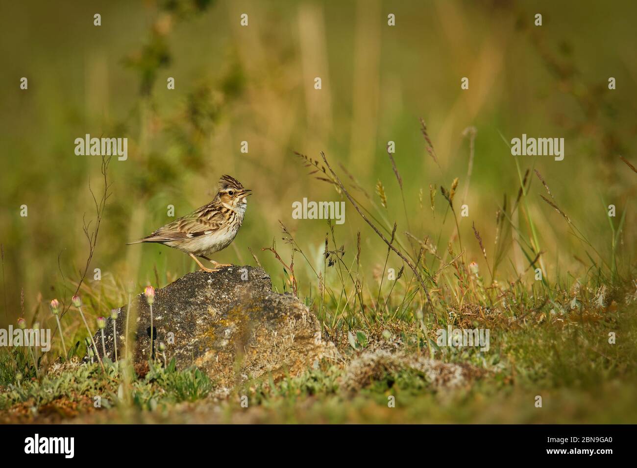 Wood Lark - Lullula arborea brown crested bird on the meadow (pastureland), lark genus Lullula, found in most of Europe, the Middle East, western Asia Stock Photo