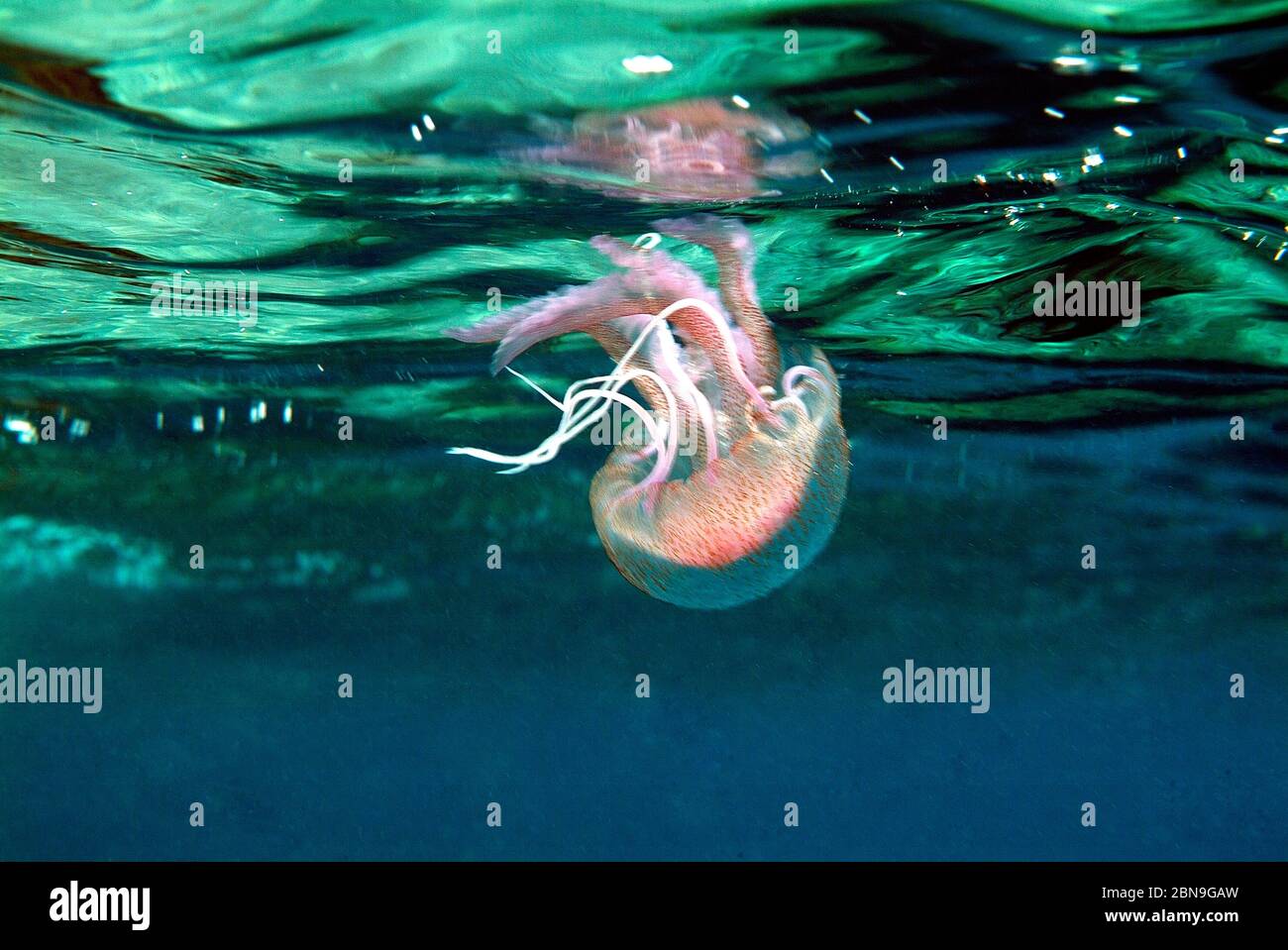 Jellyfish, Mauve Stinger, 'Pelagia noctiluca', at Surface, Oia Port, Santorini, Greece Stock Photo