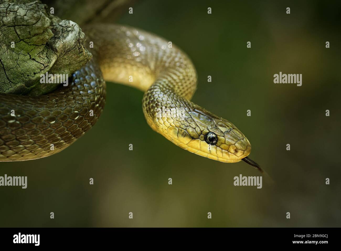 Aesculapian Snake - Zamenis longissimus, previously Elaphe longissima, nonvenomous olive green and yellow snake native to Europe, Colubrinae subfamily Stock Photo