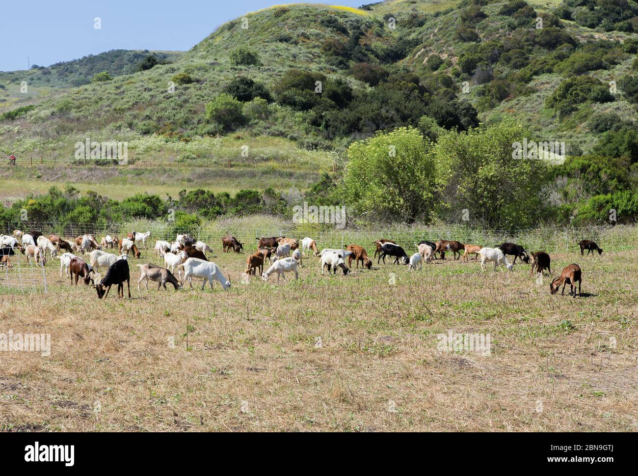 Goats grazing. Bommer canyon Irvine California part of woodland