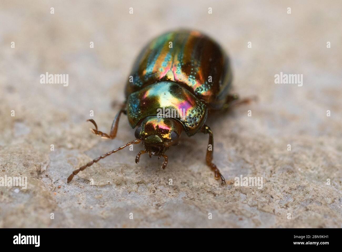 Rosemary beetle is an insect that eats the foliage and flowers of various aromatic plants, such as rosemary, lavender, sage and thyme. Stock Photo