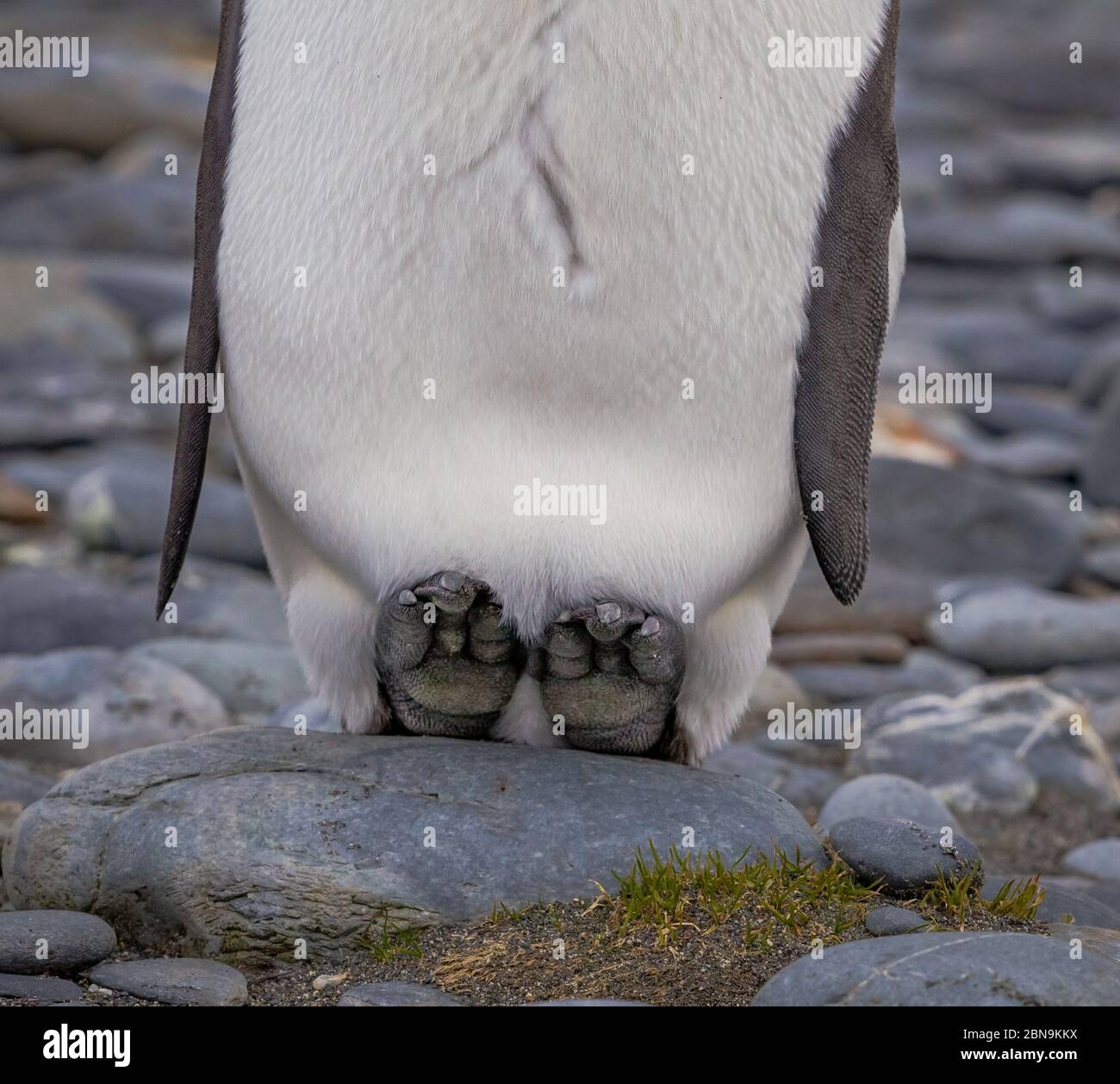 King penguins hold their eggs in a pouch right above their feet Stock
