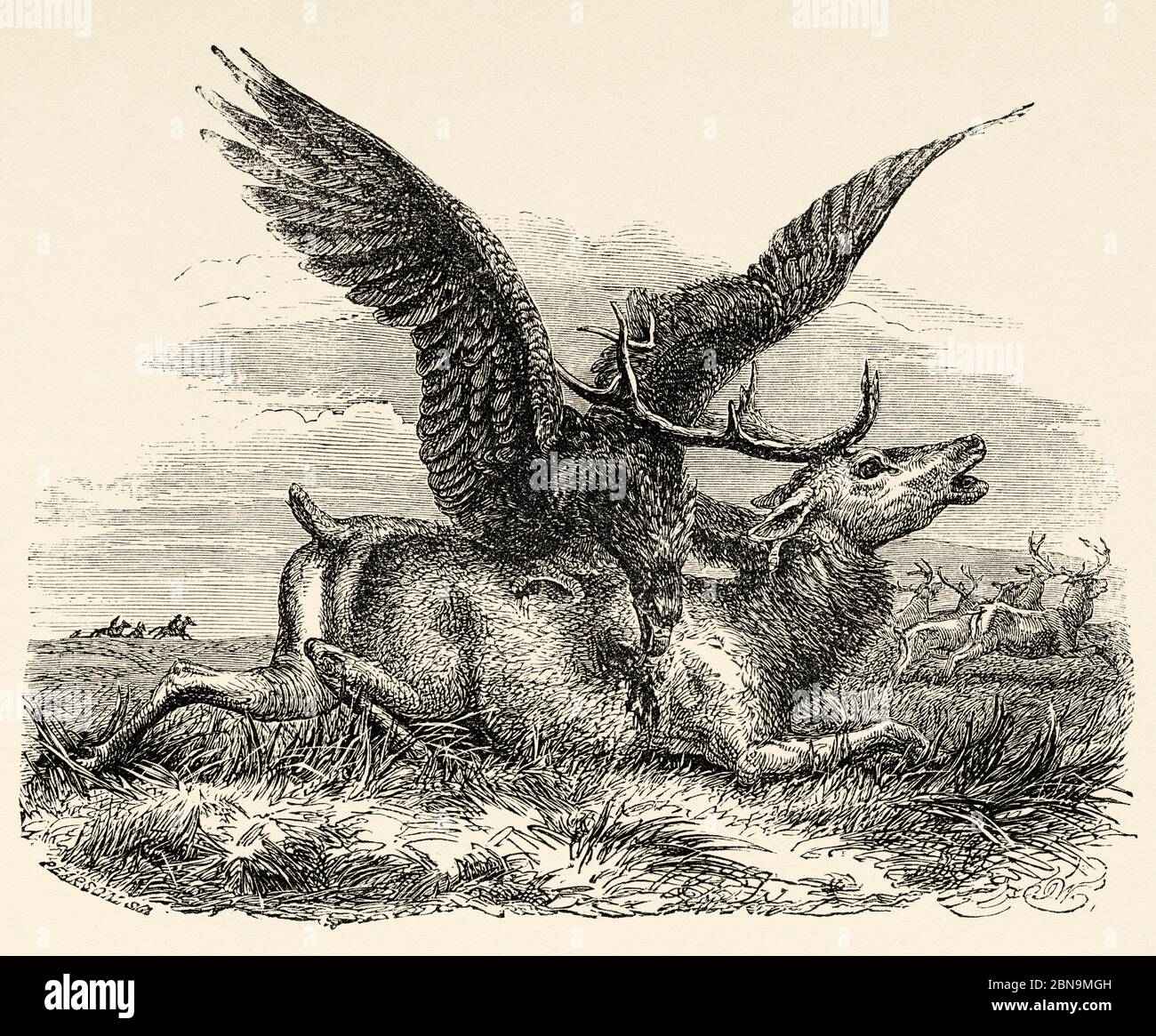 Buteoninae. Black Mongolian eagle killing a deer, Mongolia. Central Asia. Old 19th century engraved illustration, Le Tour du Monde 1863 Stock Photo