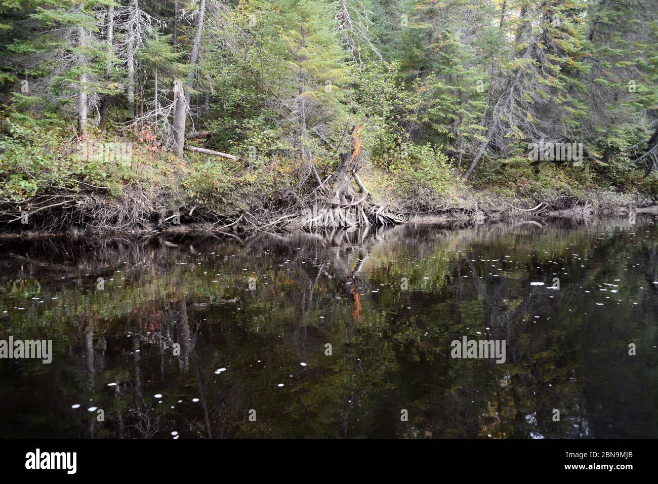 Pristine old growth coniferous boreal forest on the banks of Big Bluff Creek near the town of Moosonee, in Northern Ontario, Canada. Stock Photo