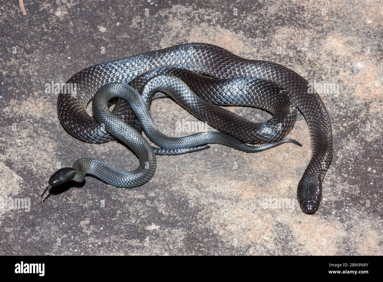 Cryptophis hires stock photography and images Alamy