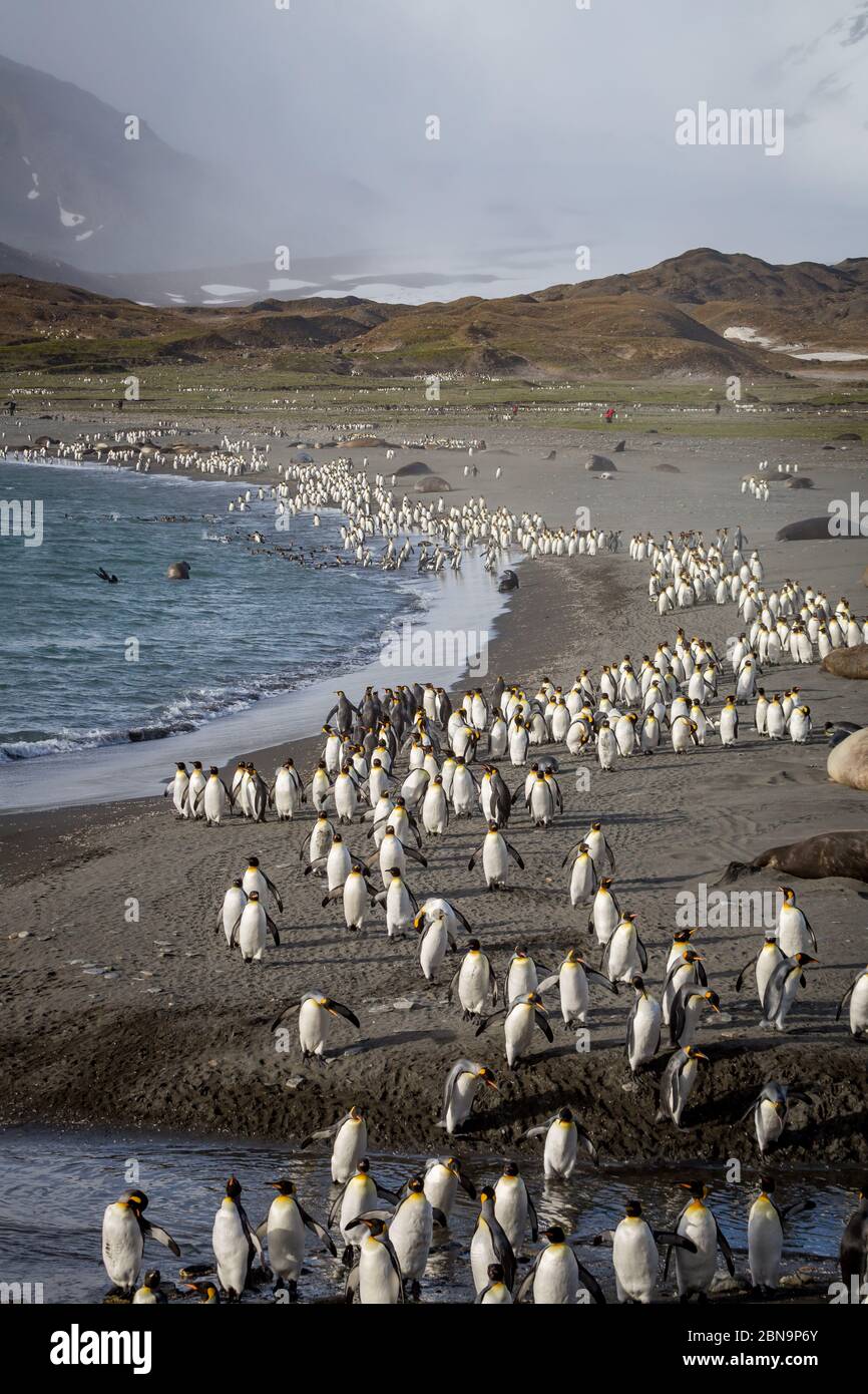 Thousands of King Penguins fleeing from glacier winds Stock Photo