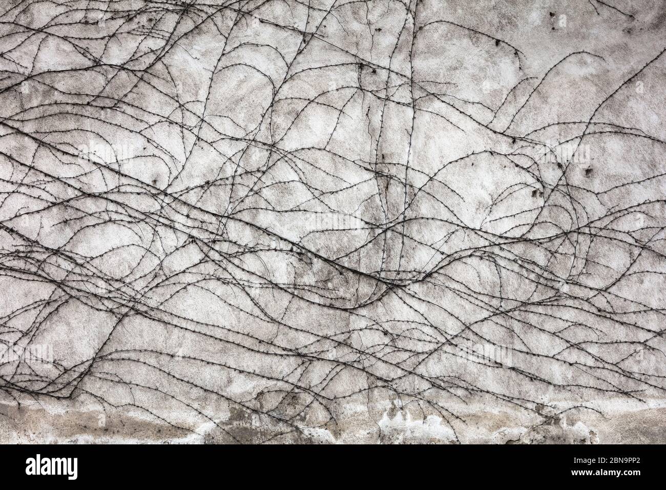 creeper on stone wall, abstract grunge background Stock Photo