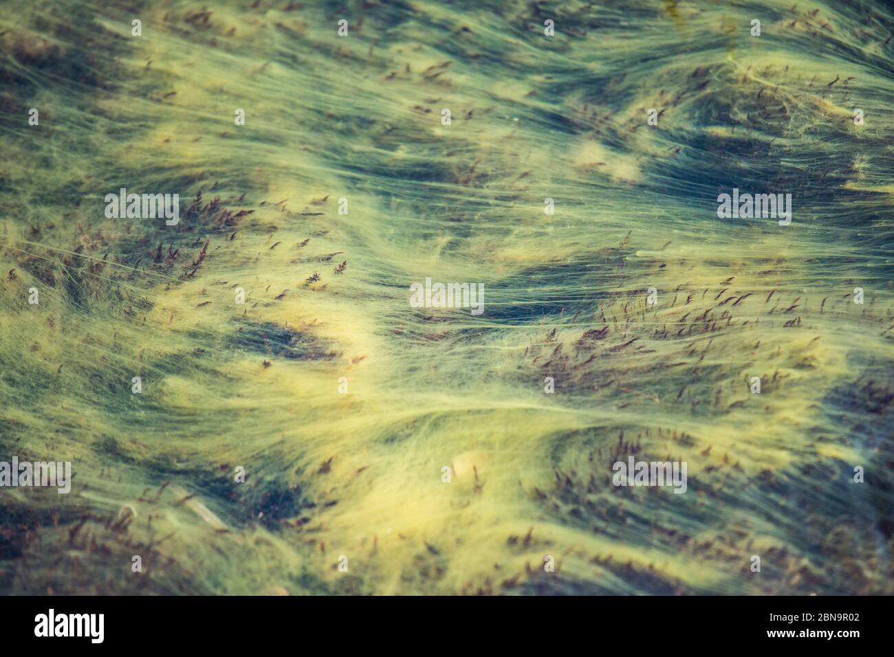 Algae growing in clean clear river water Stock Photo Alamy