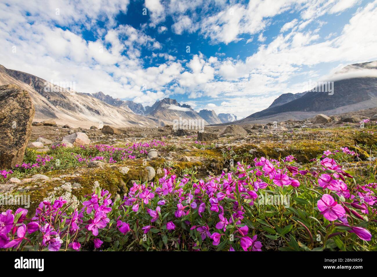 Purple alpine flowers and dramatic mountain landscape, Akshayak Pass. Stock Photo