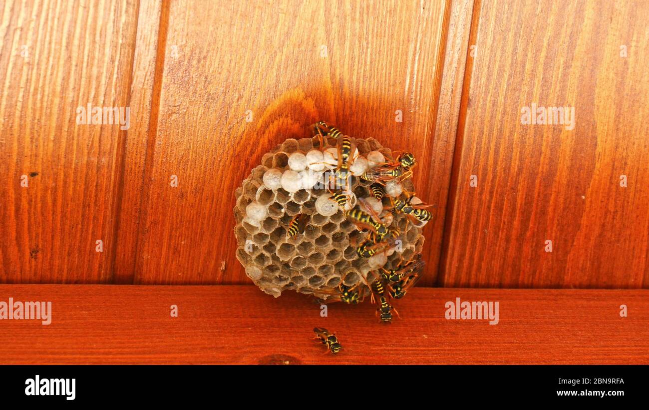 Wasp nest with wasps on it. The nest of a family of wasps which is taken a close-up. Stock Photo
