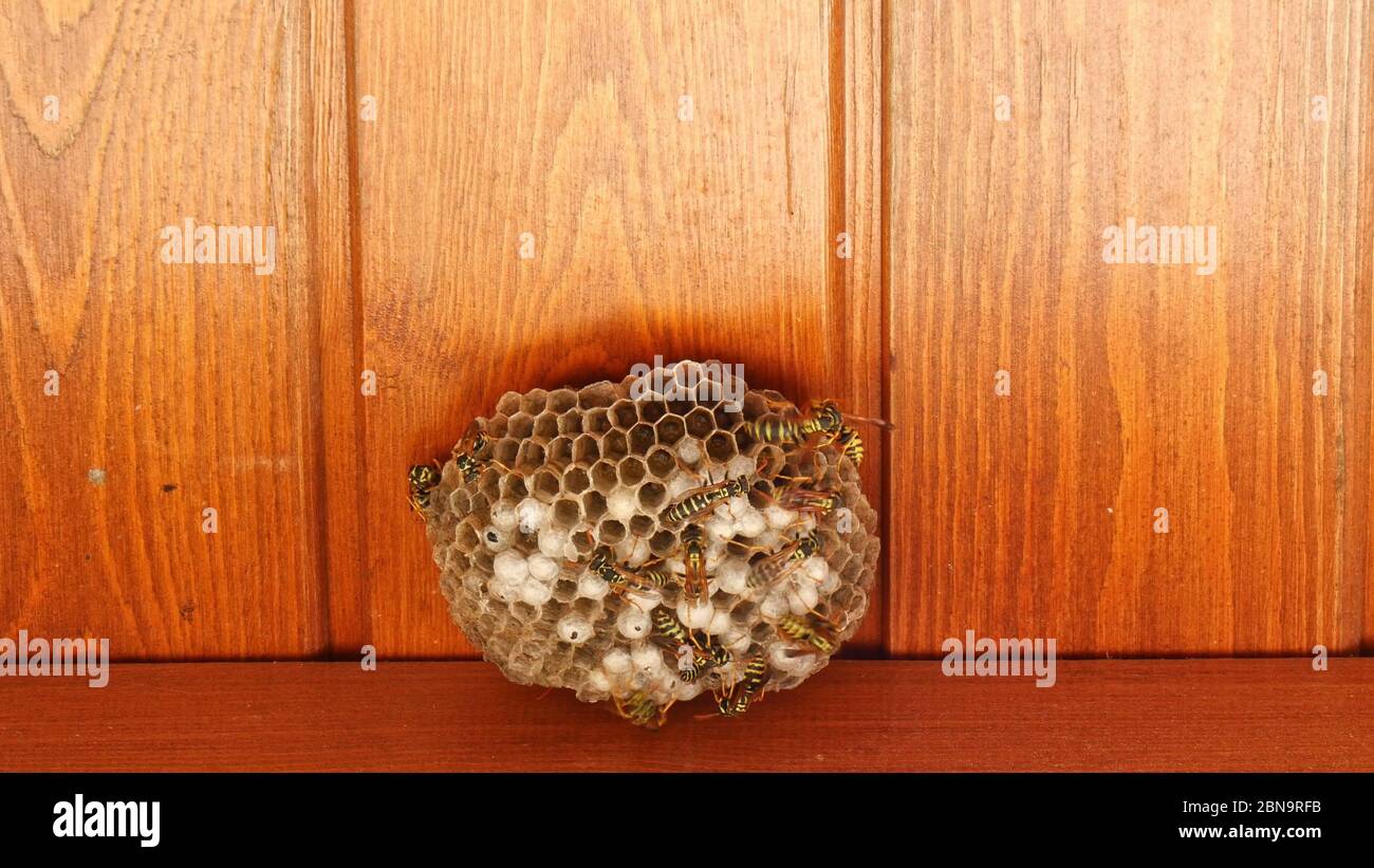 Wasp nest with wasps sitting on it. Macro. Static shot. Nature. work. Stock Photo