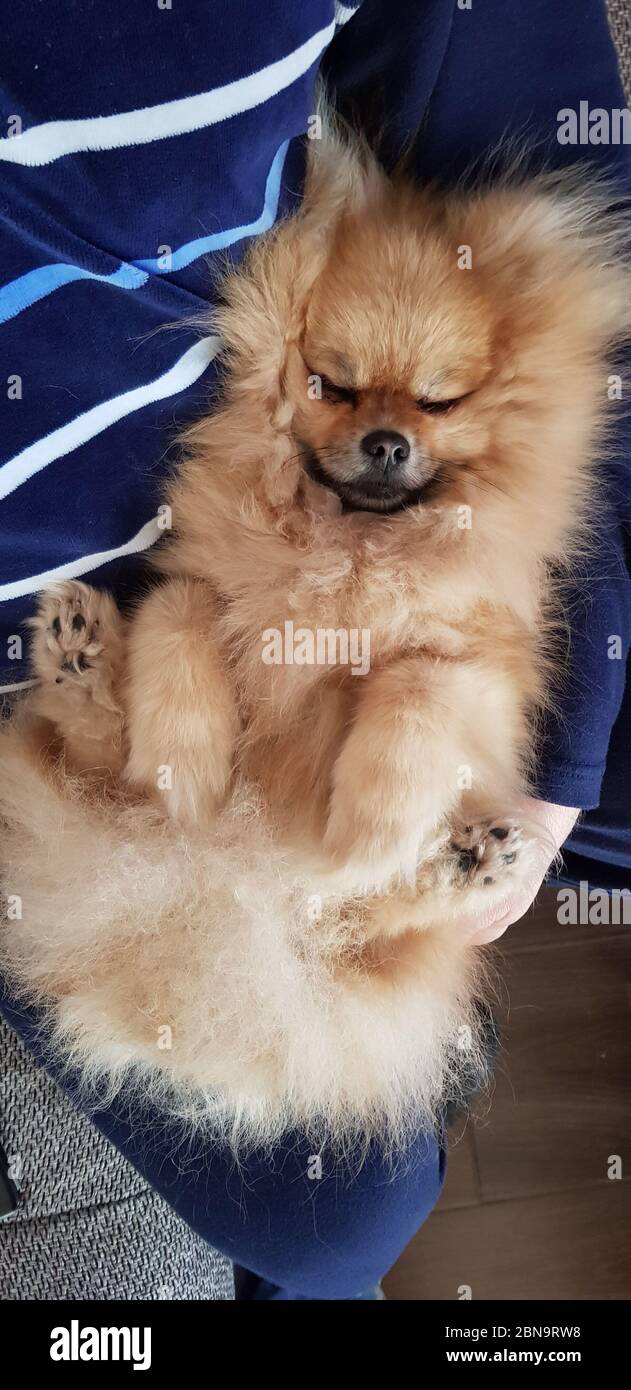 Do Pomeranian Puppies Sleep A Lot