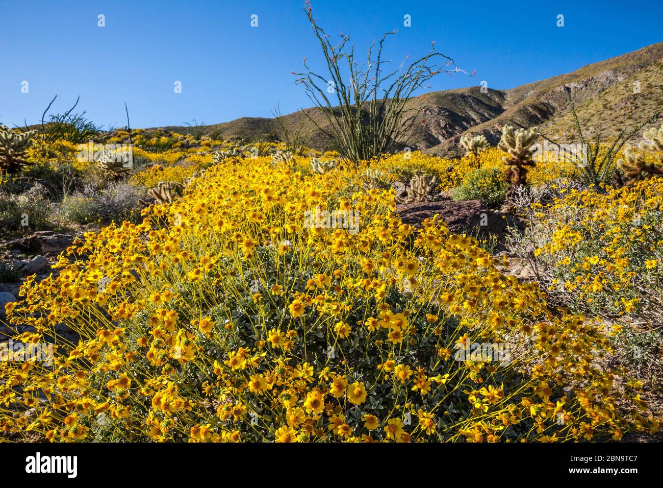 The desert bloom 2017 in Anza Borrego Desert State Park, California