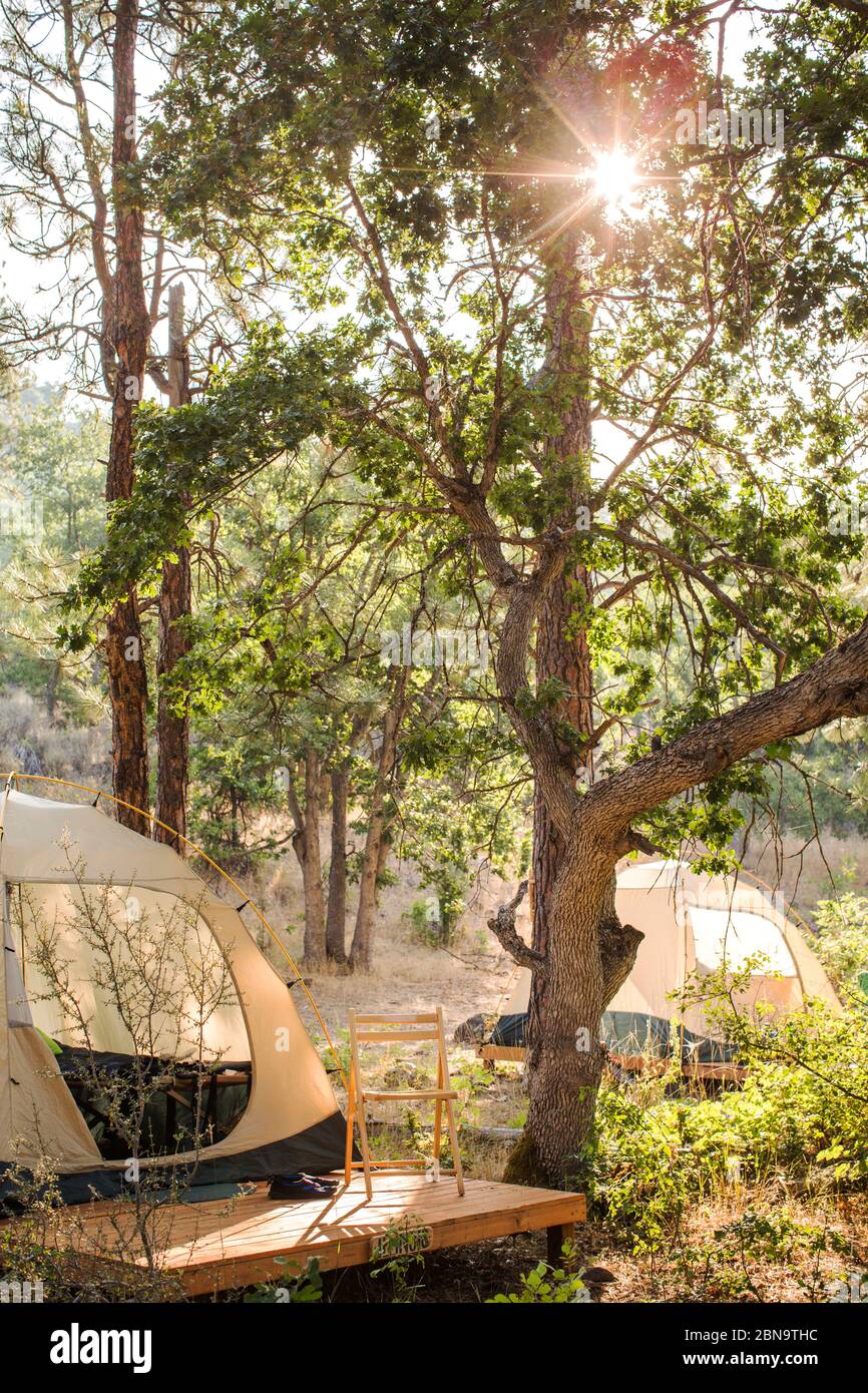 Glamping tents under tall trees with sun rising through leaves Stock