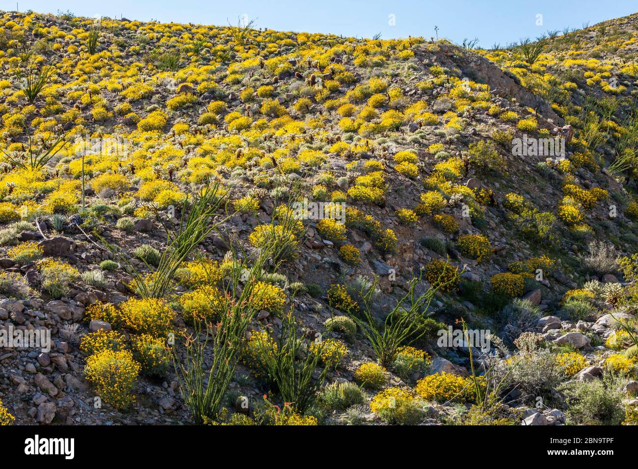 The desert bloom 2017 in Anza Borrego Desert State Park, California, USA. Near Tamarisk Grove Campground on Yaqui Pass Road and state route 78. Stock Photo