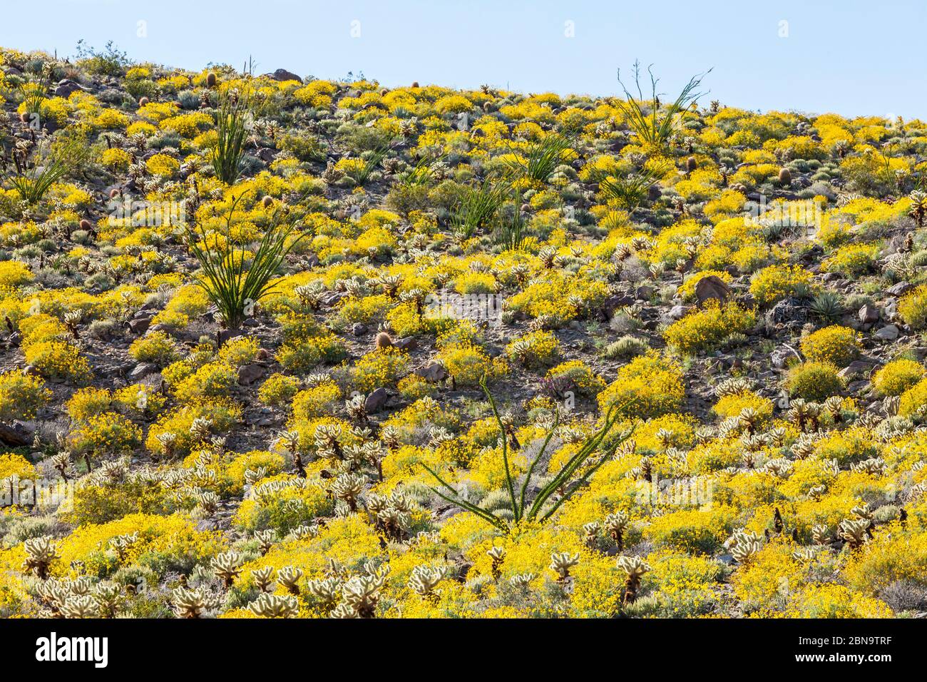 The desert bloom 2017 in Anza Borrego Desert State Park, California