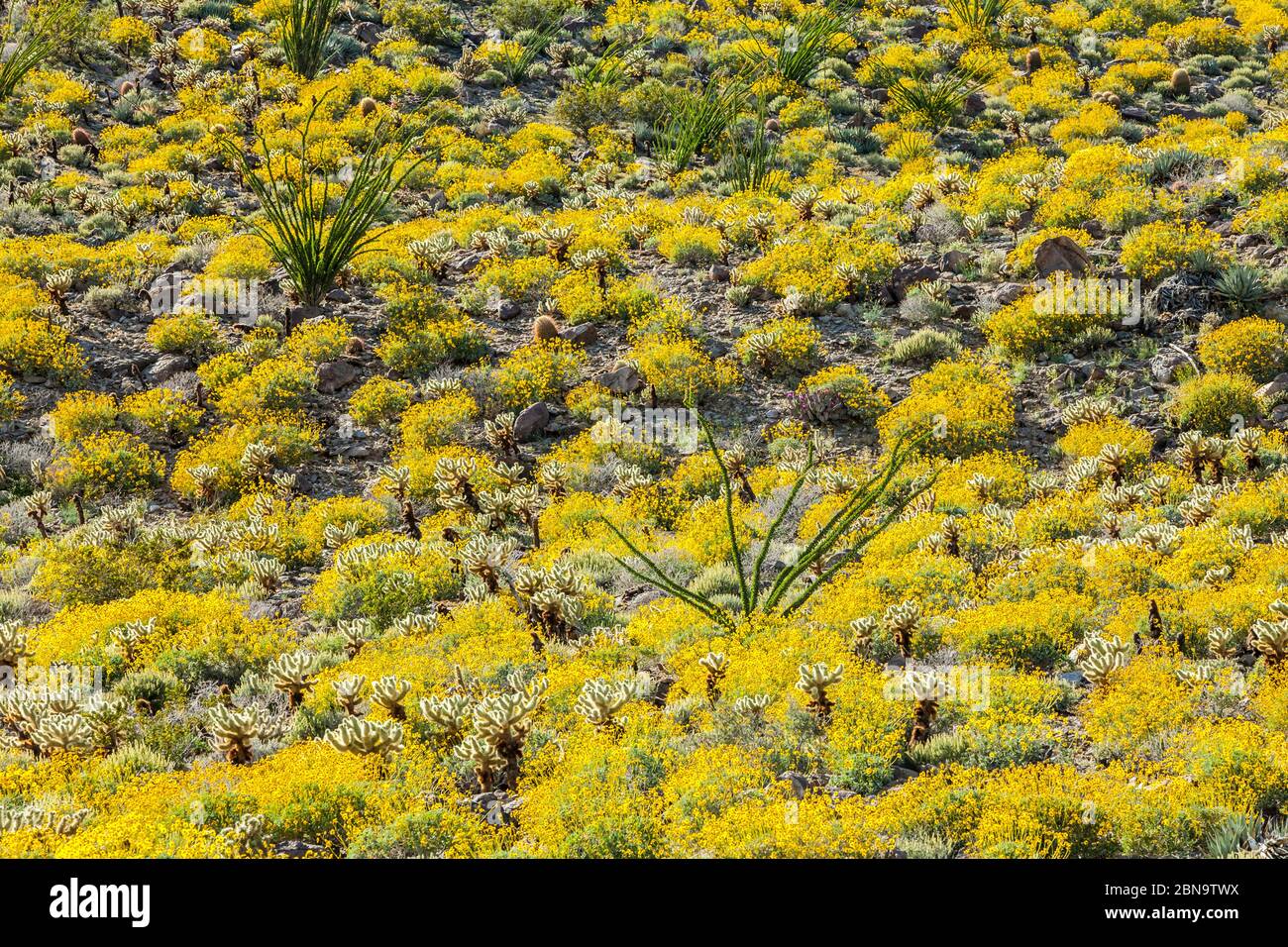 The desert bloom 2017 in Anza Borrego Desert State Park, California