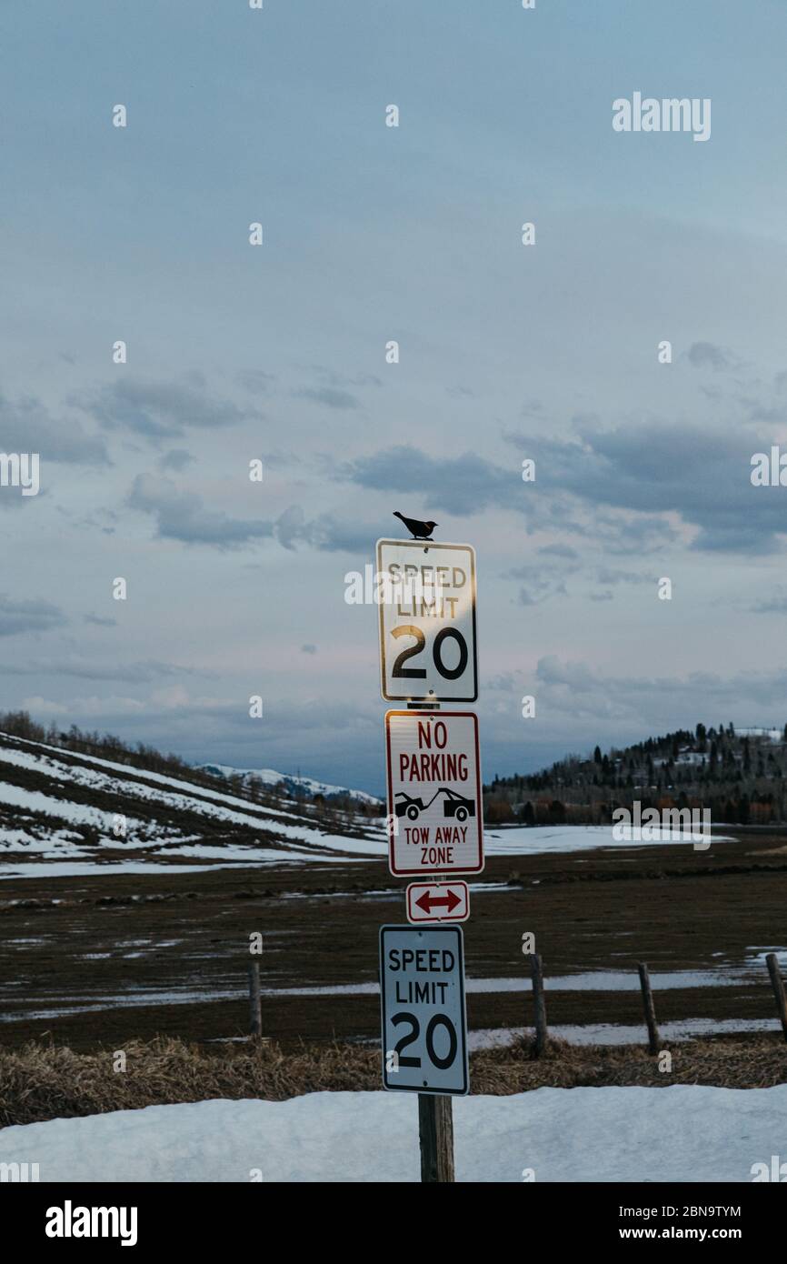red winged black bird sits on top of multiple street speed limit signs Stock Photo